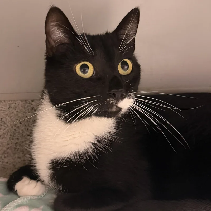 A young medium-sized male Black & White / Tuxedo Domestic Short Hair cat named Munchkin for adoption in Cooperstown, NY