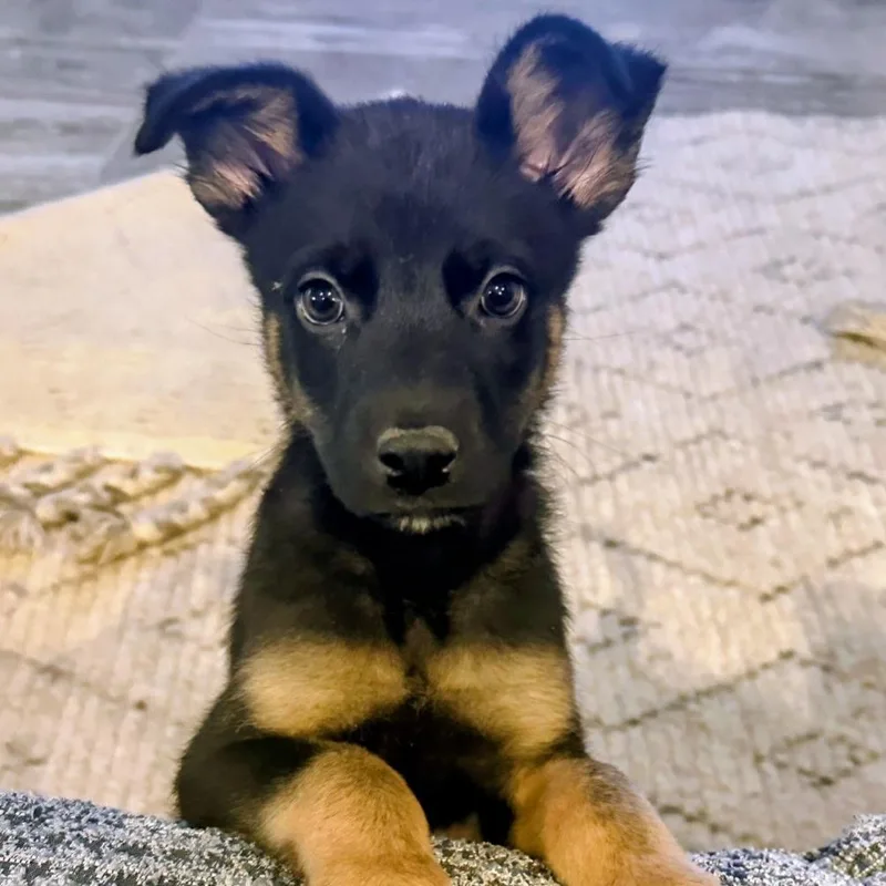 Cosmo