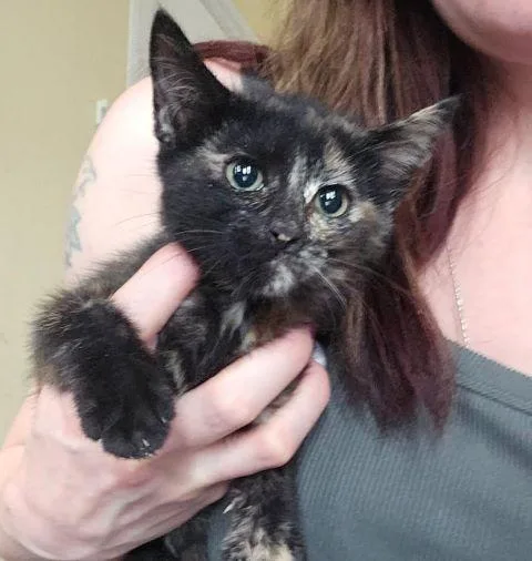 A baby medium-sized female Tortoiseshell Domestic Short Hair cat named Dolce for adoption in Fernley, NV