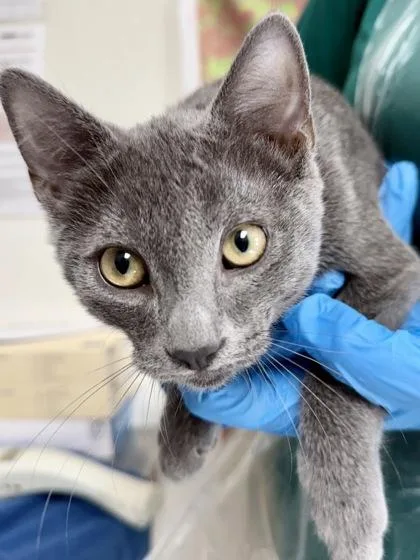 A young small-sized male Domestic Short Hair cat named Cucumber for adoption in San Antonio, TX