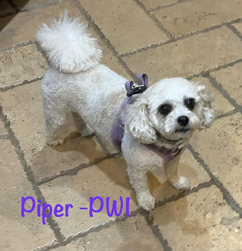 An adult small-sized female White / Cream Maltese dog named Piper WI for adoption in Albert Lea, MN