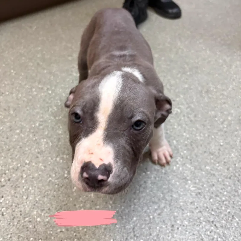 A baby small-sized male Gray / Blue / Silver Pit Bull Terrier dog named Beaux for adoption in Wilmington, DE
