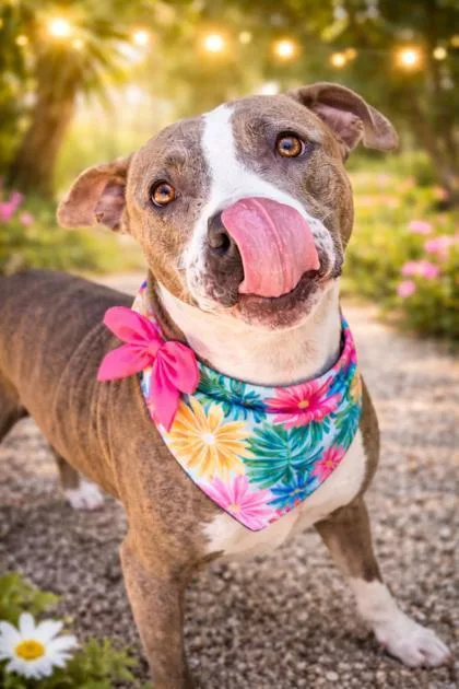 An adult large-sized female Pit Bull Terrier dog named Penny for adoption in New Orleans, LA