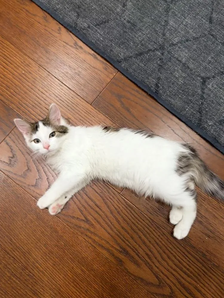 A baby small-sized female Domestic Short Hair cat named Zeus for adoption in Thornton, CO