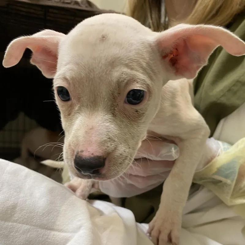 A baby small-sized female White / Cream Mixed Breed dog named Liberty for adoption in Lynchburg, VA