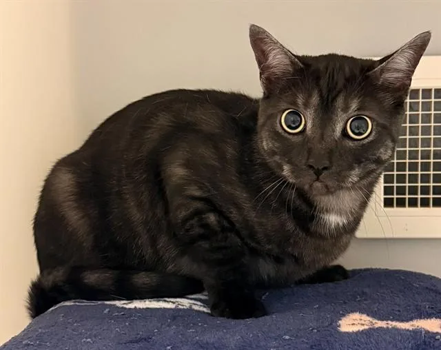 A young medium-sized male Domestic Short Hair cat named Theo for adoption in Statesville, NC