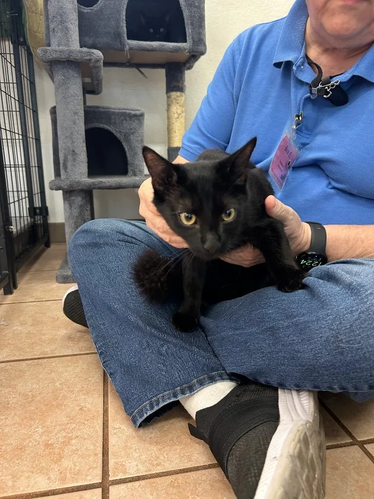 A baby medium-sized male Domestic Short Hair cat named Quincy Finn for adoption in Peoria, AZ