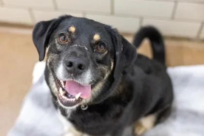 An adult large-sized male Shepherd dog named Sunny for adoption in Golden Valley, MN