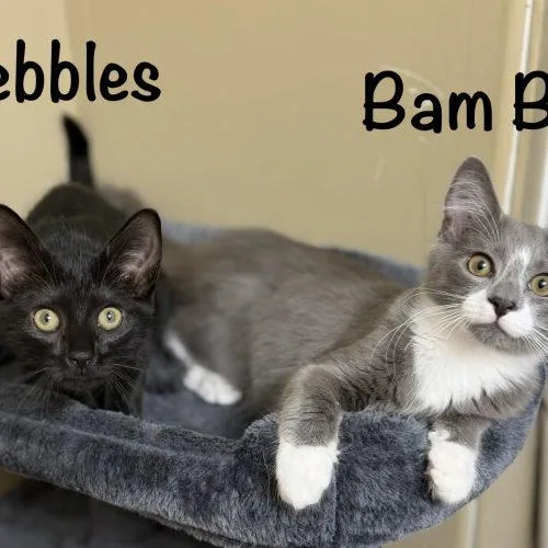 Bam Bam thumbnail 2