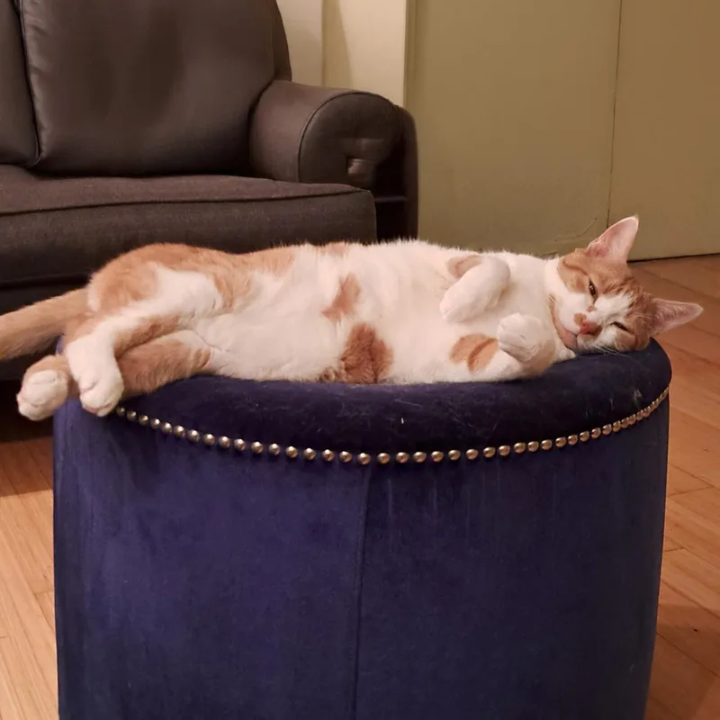 An adult large-sized male Domestic Short Hair cat named Chester for adoption in New York, NY