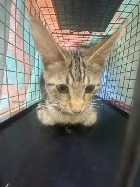 A young small-sized male Domestic Short Hair cat named Blueberry for adoption in Fort Myers, FL
