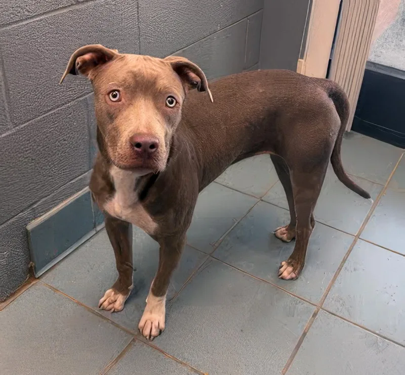 A young medium-sized female Mixed Breed dog named Senna for adoption in Nashville, TN