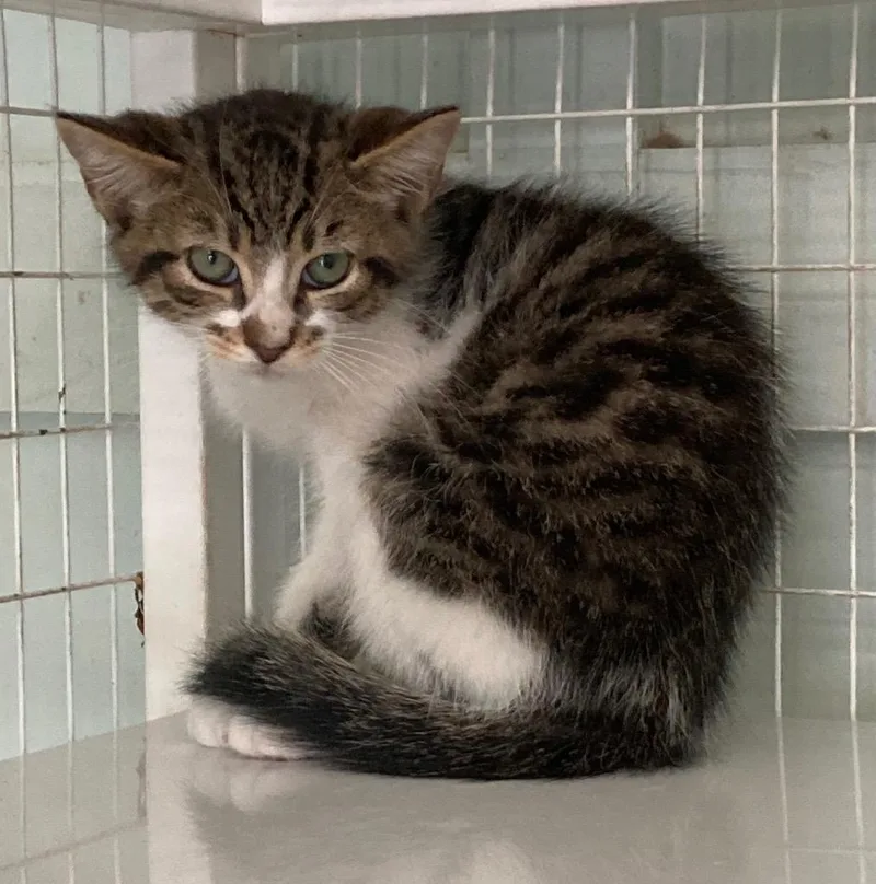 A baby medium-sized male Domestic Short Hair cat named Mad Max for adoption in Kingsland, GA