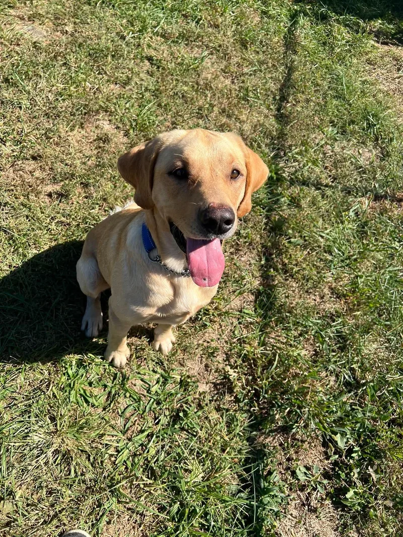 A young large-sized male Yellow / Tan / Blond / Fawn Yellow Labrador Retriever dog named Bodie for adoption in Taylorsville, KY