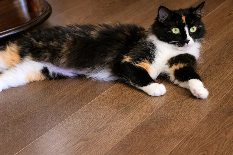 A young medium-sized female Tortoiseshell cat named Sasha for adoption in Los Angeles, CA