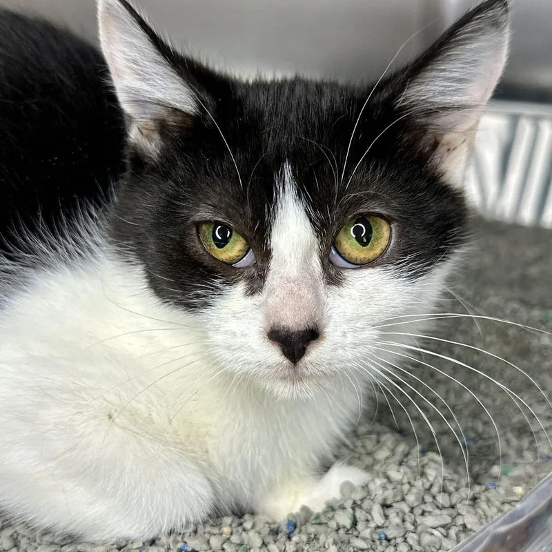 A baby small-sized female Black Domestic Short Hair cat named Bethany for adoption in Matteson, IL