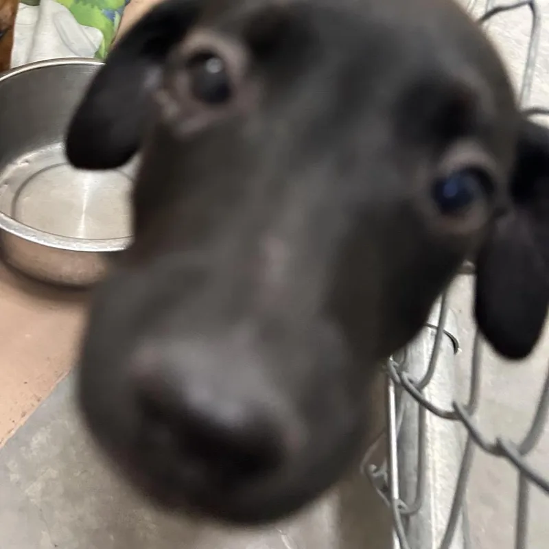A baby small-sized female Black Dachshund dog named Tennis Court for adoption in Reno, NV