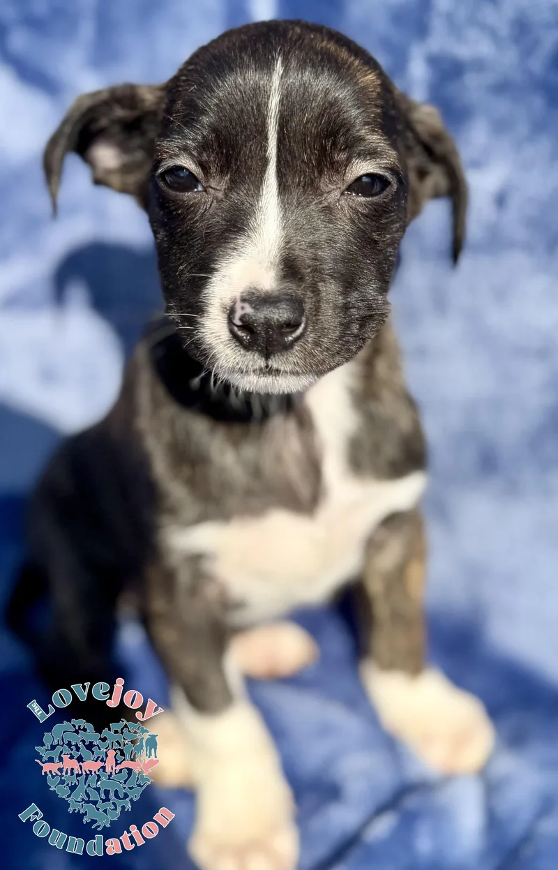 A baby medium-sized female Brindle Border Collie dog named Liberty Litter Coh for adoption in Inglewood, CA