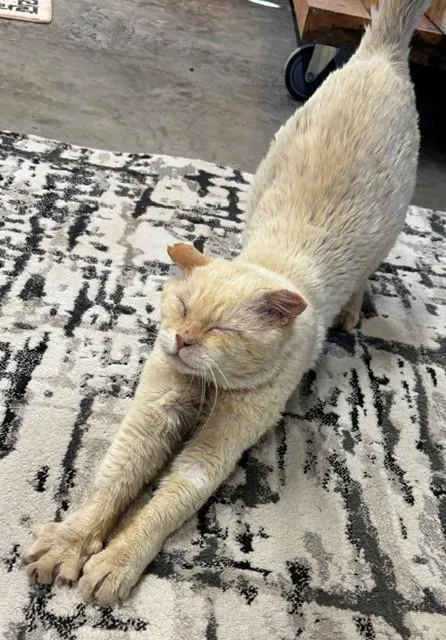 A senior large-sized male Buff / Tan / Fawn Domestic Short Hair cat named Clint for adoption in Sierra Vista, AZ