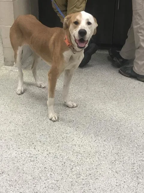 A young medium-sized female Labrador Retriever dog named Molly for adoption in Conroe, TX