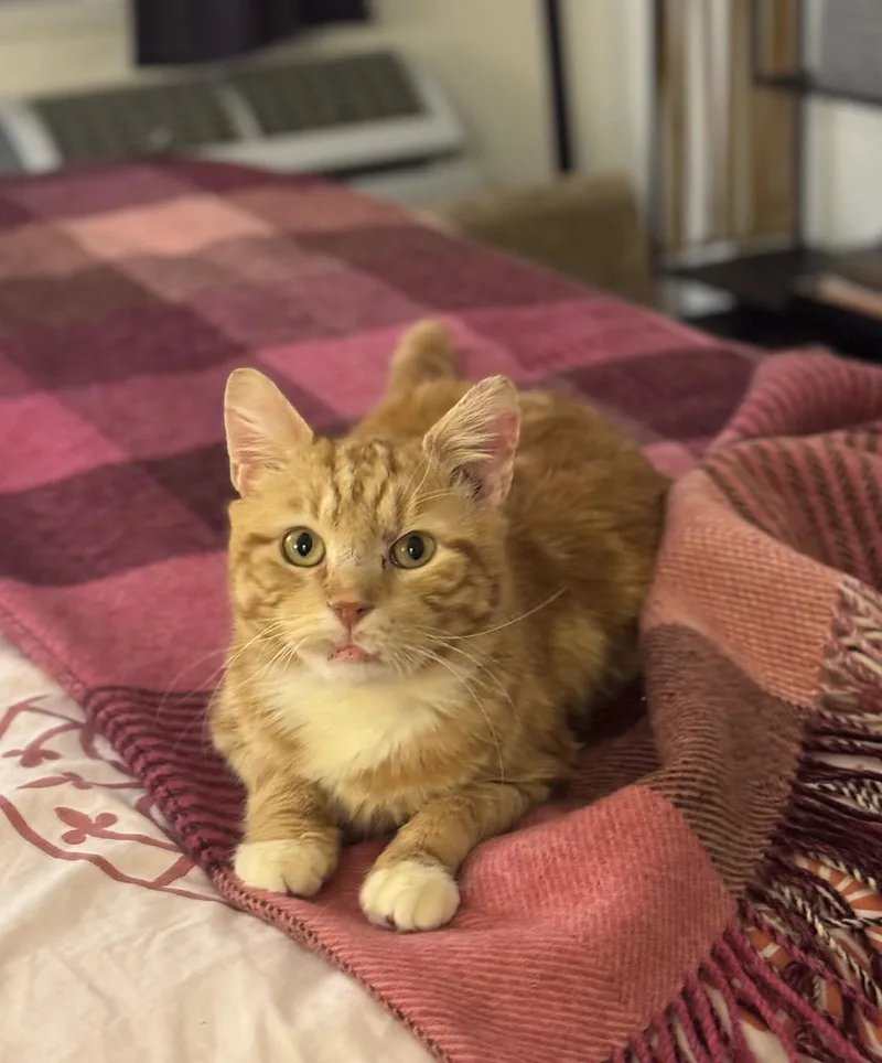 An adult medium-sized male Domestic Short Hair cat named Lion King Aka Bubba for adoption in New York, NY