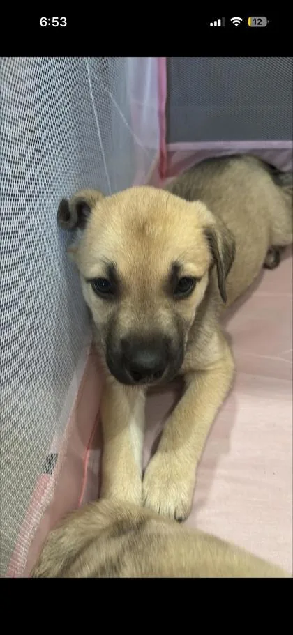 An adult large-sized female Catahoula Leopard Dog dog named Cinnamon for adoption in Mansfield, TX