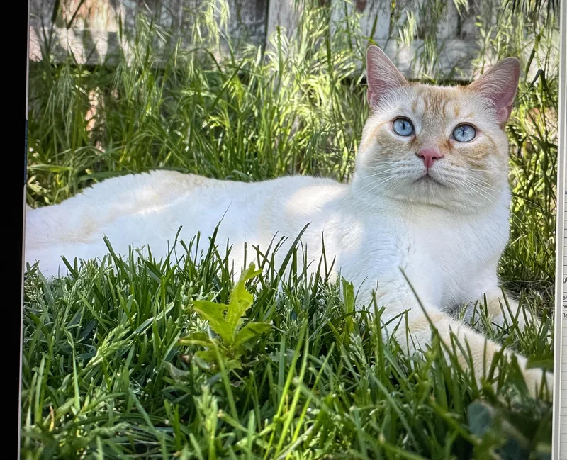 An adult medium-sized male Flame Point Siamese cat named Nandor for adoption in Pendleton, OR
