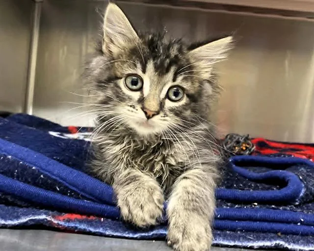 A baby small-sized male Domestic Short Hair cat named Burton for adoption in Tustin, CA