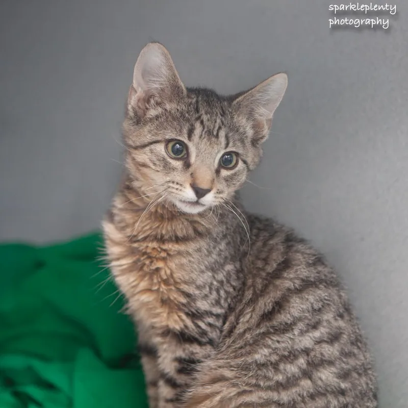 A baby medium-sized male Tabby (Brown / Chocolate) Domestic Short Hair cat named Woad for adoption in Ridgefield, CT