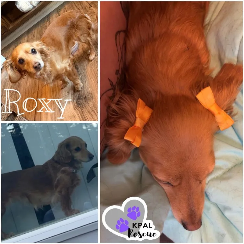 An adult small-sized female Dachshund dog named Roxy for adoption in Kenai, AK