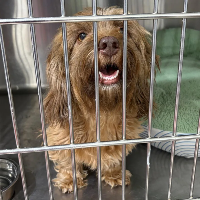 A young small-sized female Brown / Chocolate Mixed Breed dog named Casey Bolt for adoption in Houston, TX