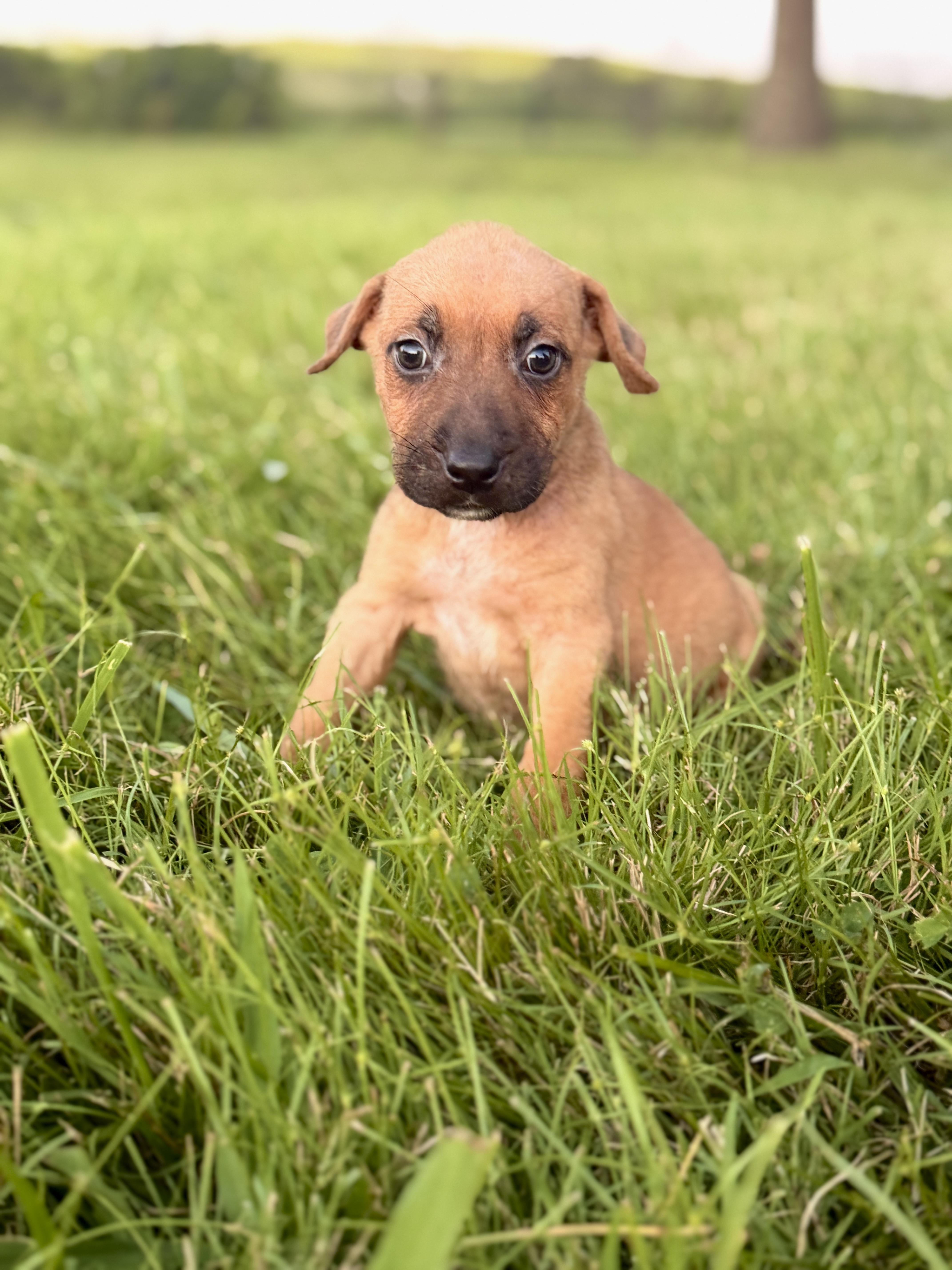 A baby small-sized female Brown / Chocolate Mixed Breed dog named Sinead for adoption in Gradyville, KY