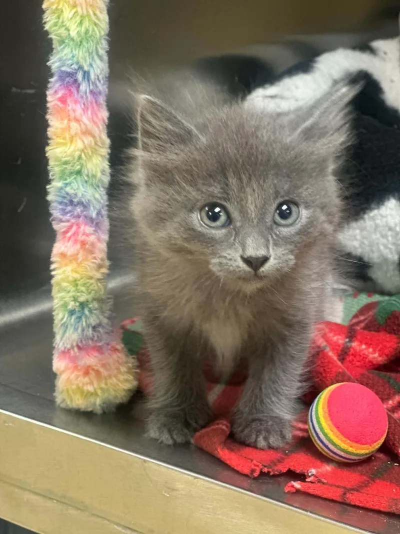 A baby medium-sized male Domestic Medium Hair cat named Zepher for adoption in Fort Collins, CO