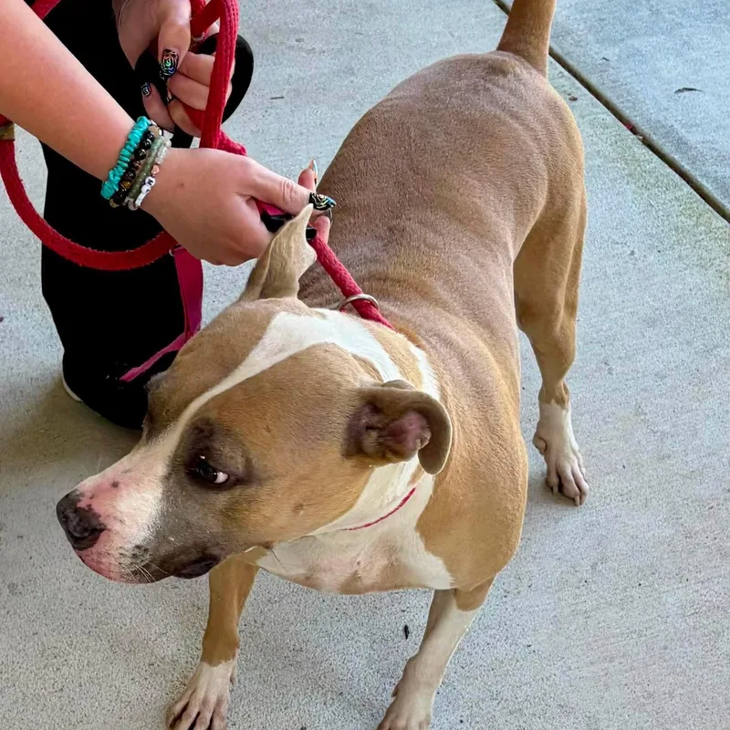 An adult medium-sized female Golden American Staffordshire Terrier dog named Sadie for adoption in Cumberland, RI