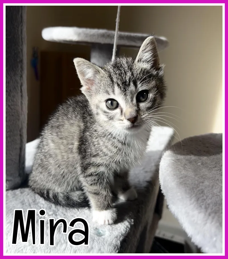 A baby medium-sized female Tabby (Gray / Blue / Silver) Domestic Short Hair cat named Mira for adoption in Valley City, ND