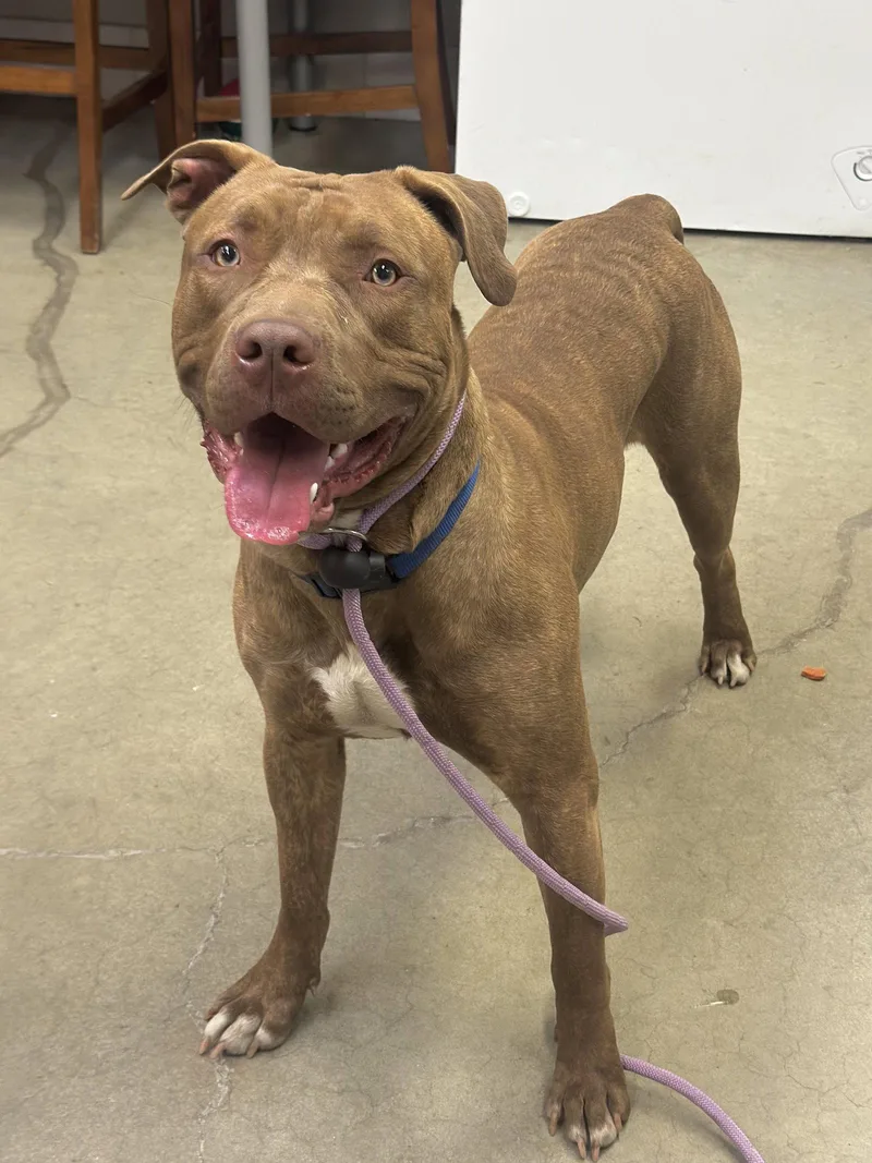 Scooby Nj thumbnail 3