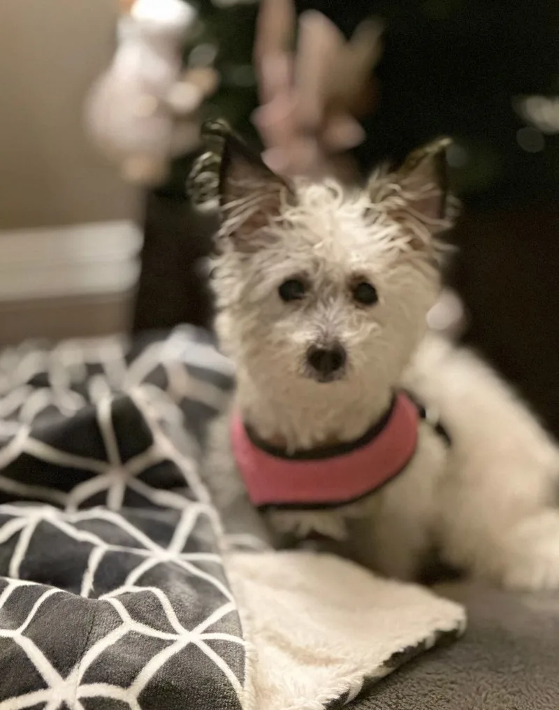 An adult small-sized female White / Cream Terrier dog named Romie  Little Lady for adoption in Topanga, CA