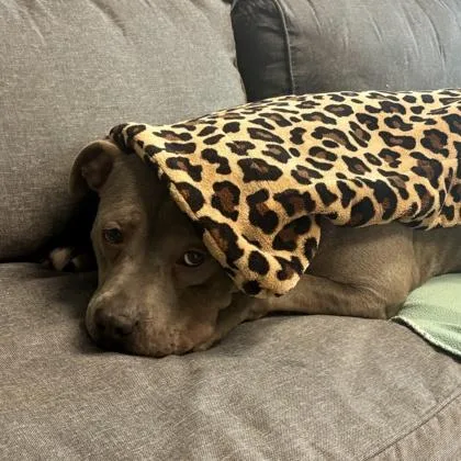 An adult large-sized female Gray / Blue / Silver Mixed Breed dog named Eloise Bridgerton for adoption in Lansing, MI