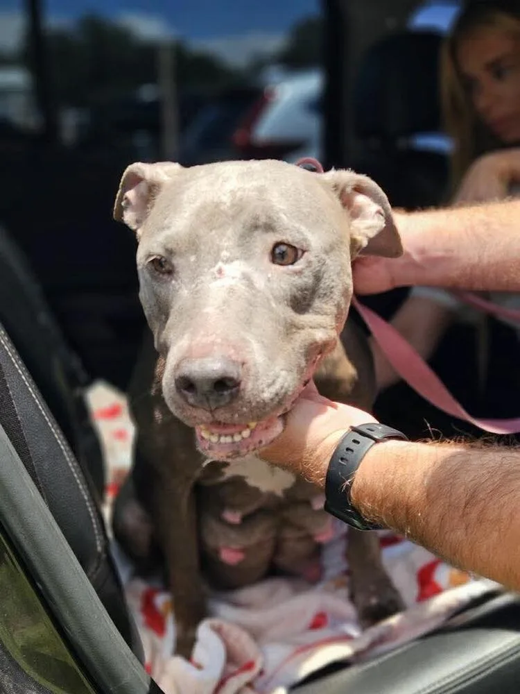 An adult medium-sized female American Bulldog dog named Stella Lee for adoption in Lakeland, FL