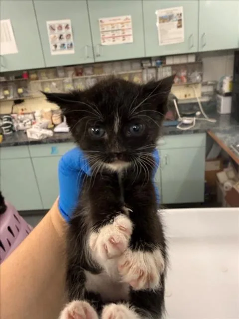 A baby small-sized male Black & White / Tuxedo Domestic Short Hair cat named Chipy for adoption in Woodland, CA