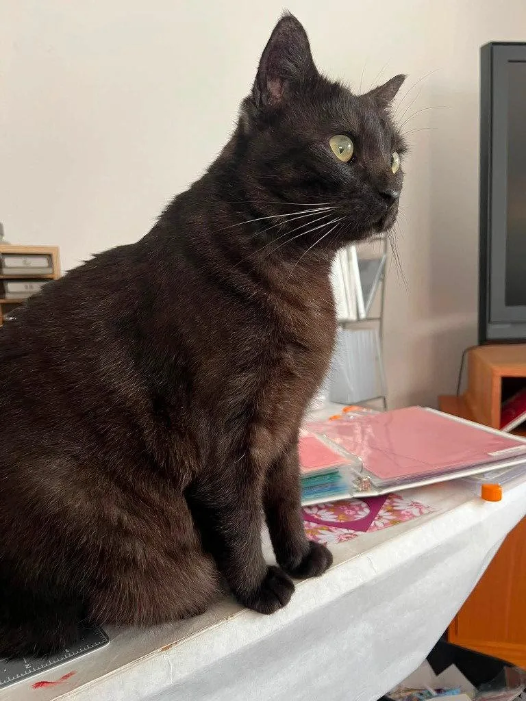 An adult medium-sized male Black Domestic Short Hair cat named Bobby for adoption in Battle Ground, WA