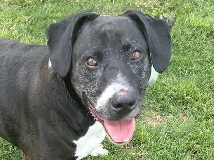 A senior large-sized female Black Mixed Breed dog named Mabel for adoption in Georgetown, TX