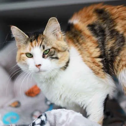 Gardinia thumbnail 2