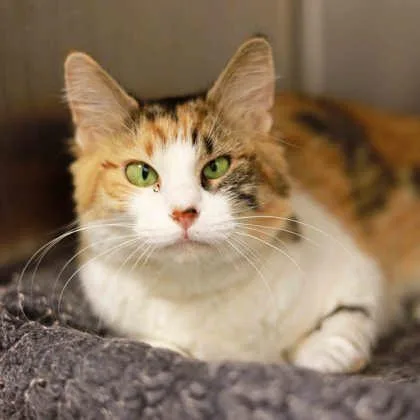 Gardinia thumbnail 3