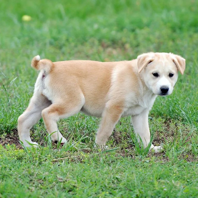 A baby large-sized female Apricot / Beige Labrador Retriever dog named Annie Oakley for adoption in Madisonville, TX
