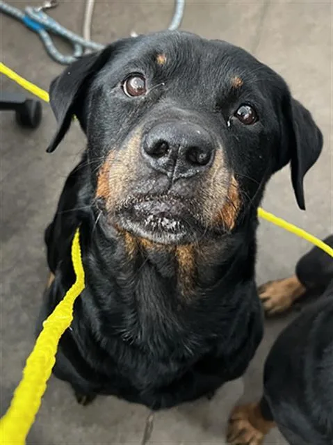 An adult large-sized female Mixed Breed dog named Katana for adoption in Dallas, TX