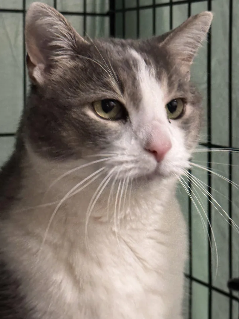 An adult medium-sized male Gray & White Domestic Short Hair cat named Grady for adoption in Locust Grove, VA
