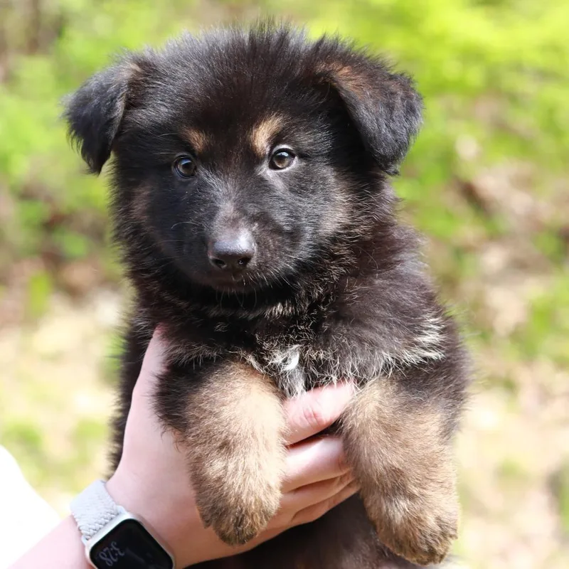 A baby large-sized male Black Shepherd dog named Ct Yosemite Avail May for adoption in Eastford, CT