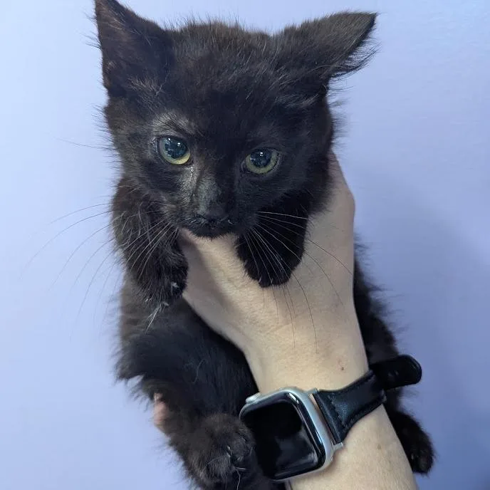 Elvis Purrsley