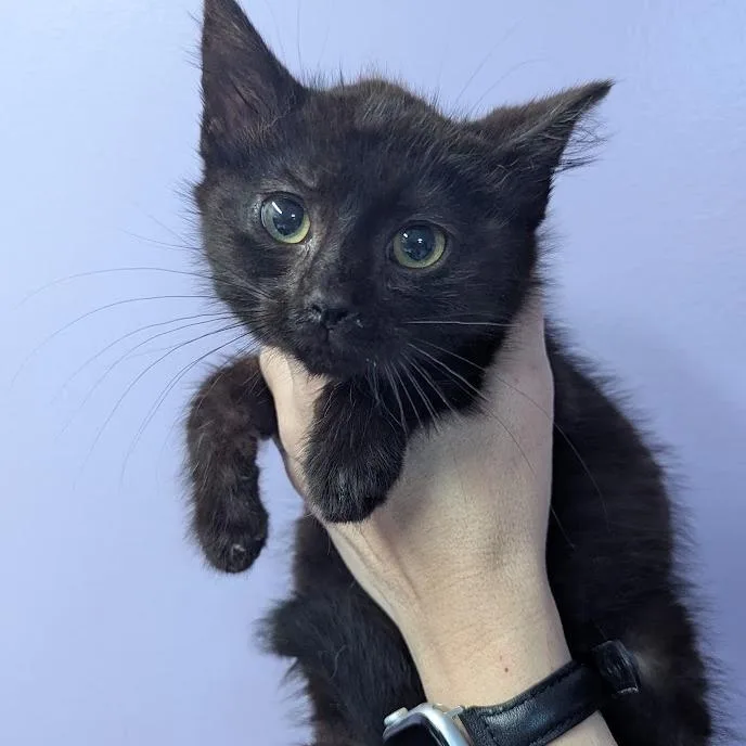 Elvis Purrsley thumbnail 2